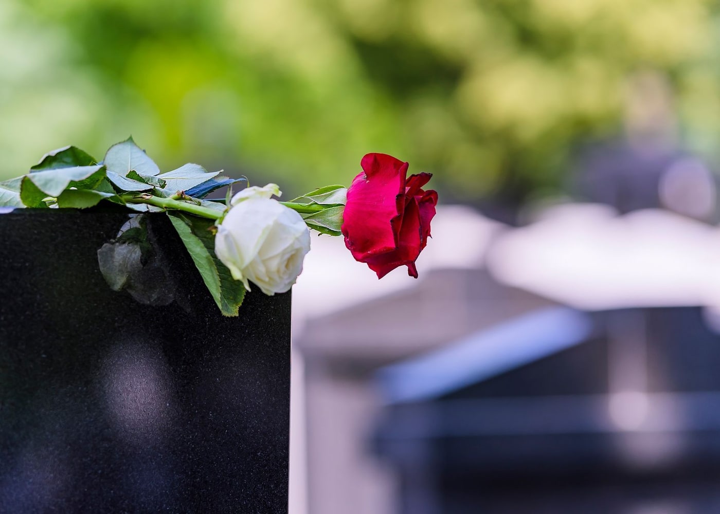 Una rosa rossa e fiori bianchi posati sul coperchio di un cofano