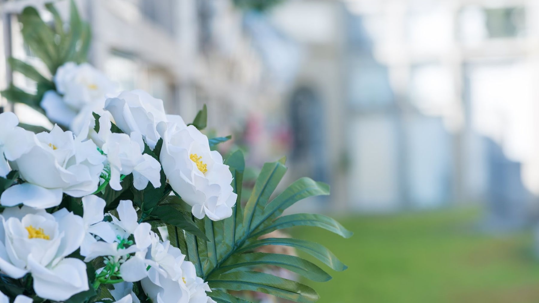 Fiori bianchi in un cimitero, in una giornata luminosa